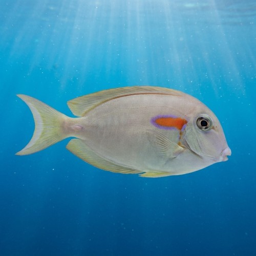 Acanthurus olivaceus juvenille 8-10cm