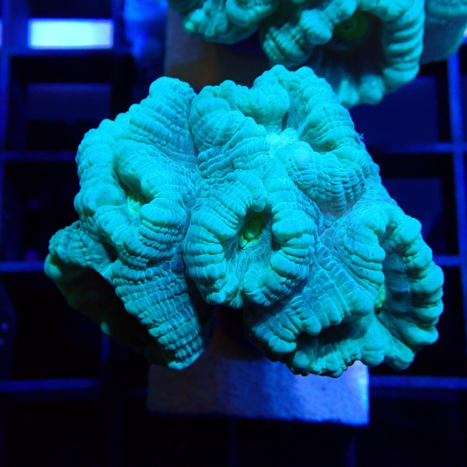 Caulastrea WYSIWYG