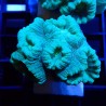Caulastrea WYSIWYG