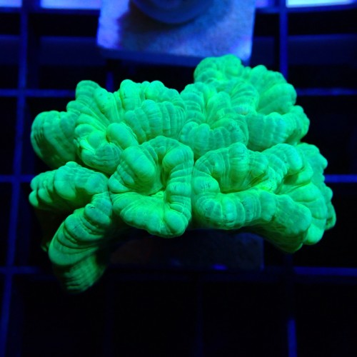 Caulastrea WYSIWYG