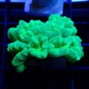 Caulastrea WYSIWYG