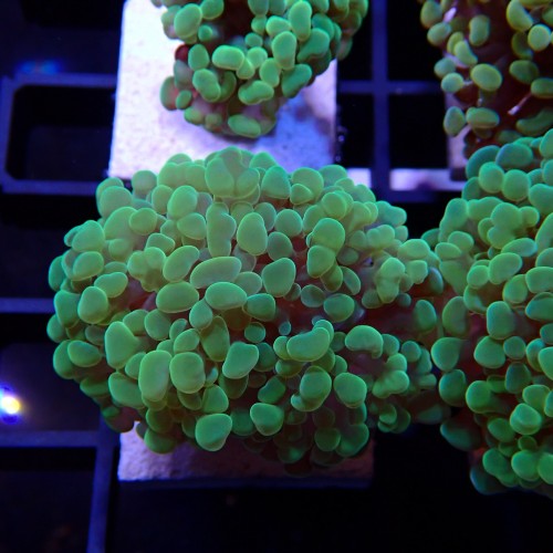 Euphyllia Paraancora WYSIWYG