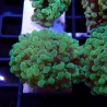 Euphyllia Paraancora WYSIWYG