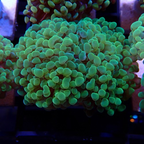 Euphyllia Paraancora WYSIWYG