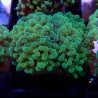 Euphyllia Paraancora WYSIWYG