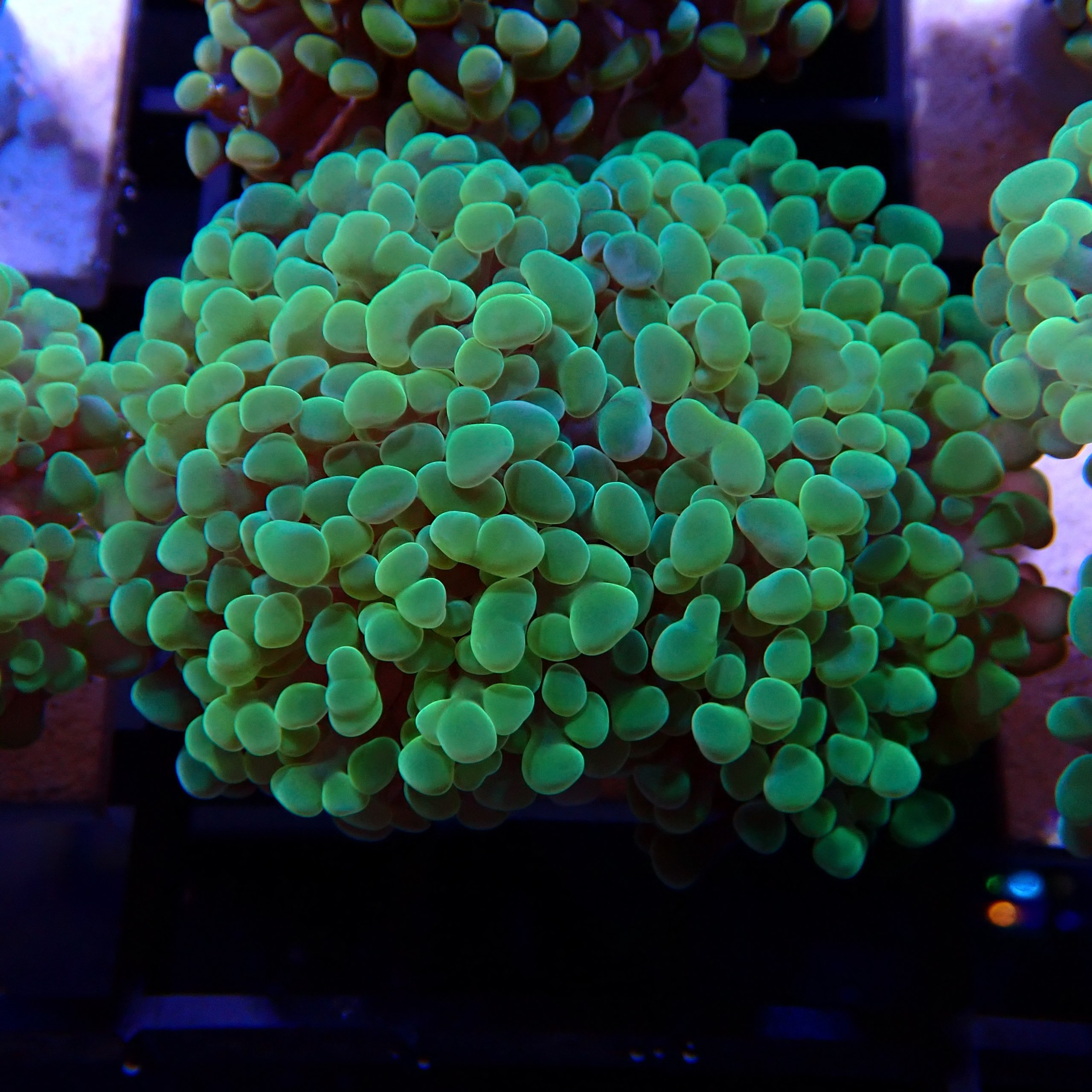 Euphyllia Paraancora WYSIWYG