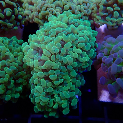Euphyllia Paraancora WYSIWYG