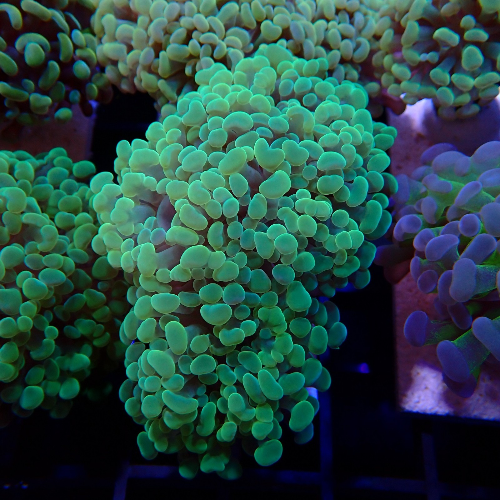 Euphyllia Paraancora WYSIWYG