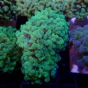 Euphyllia Paraancora WYSIWYG
