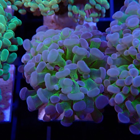 Euphyllia Paraancora WYSIWYG