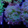 Euphyllia Paraancora WYSIWYG