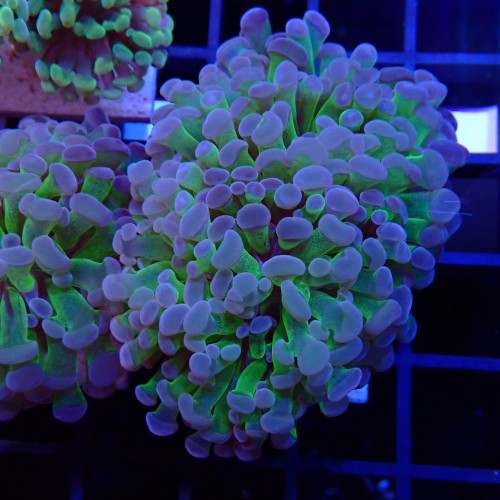 Euphyllia Paraancora WYSIWYG