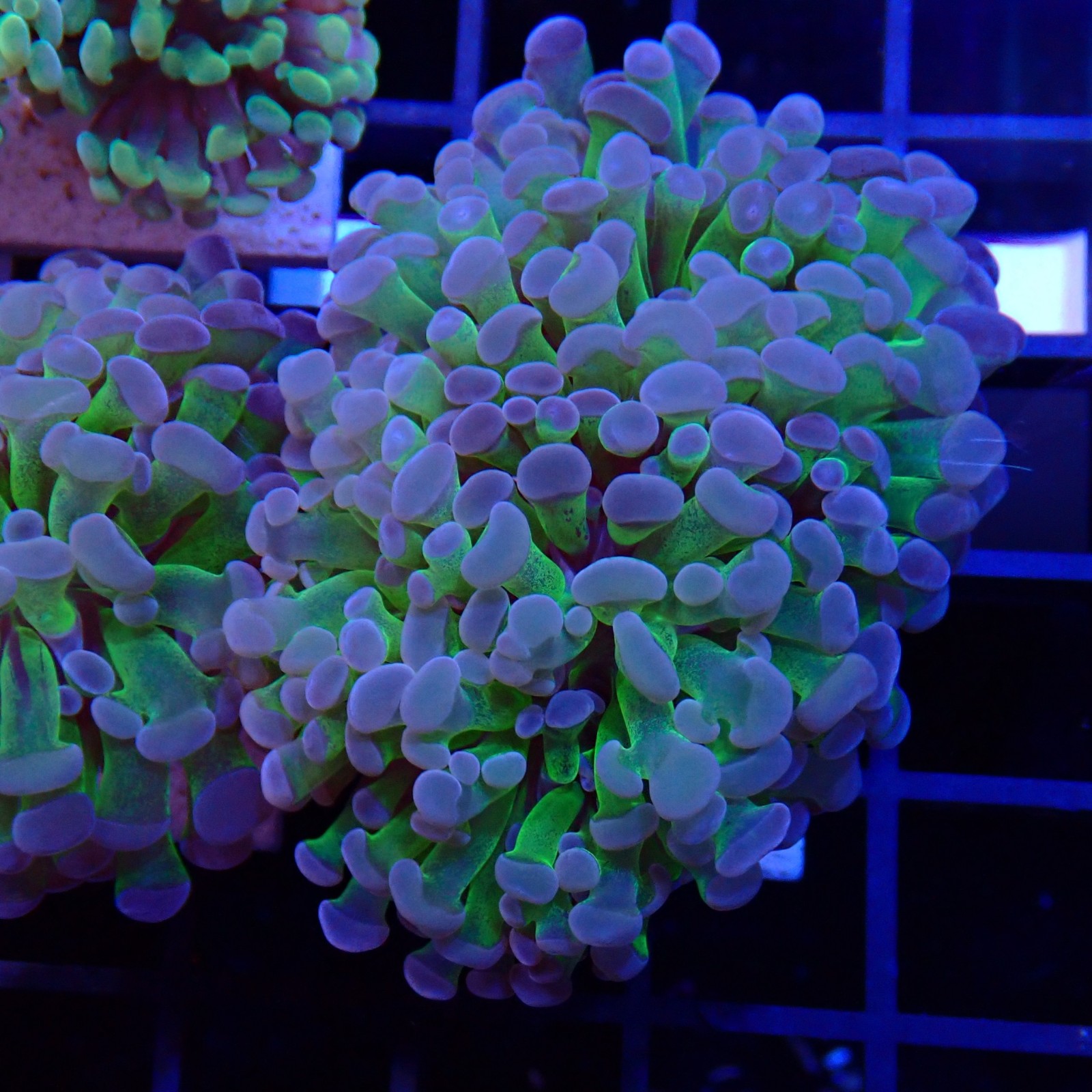 Euphyllia Paraancora WYSIWYG