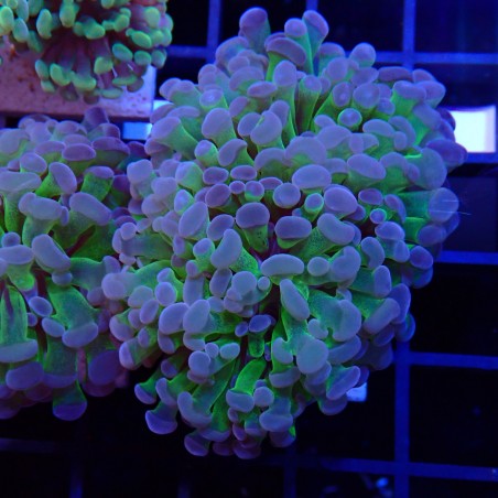 Euphyllia Paraancora WYSIWYG