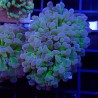 Euphyllia Paraancora WYSIWYG