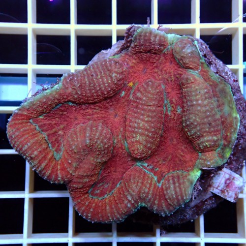 Symphyllia Rouge WYSIWYG