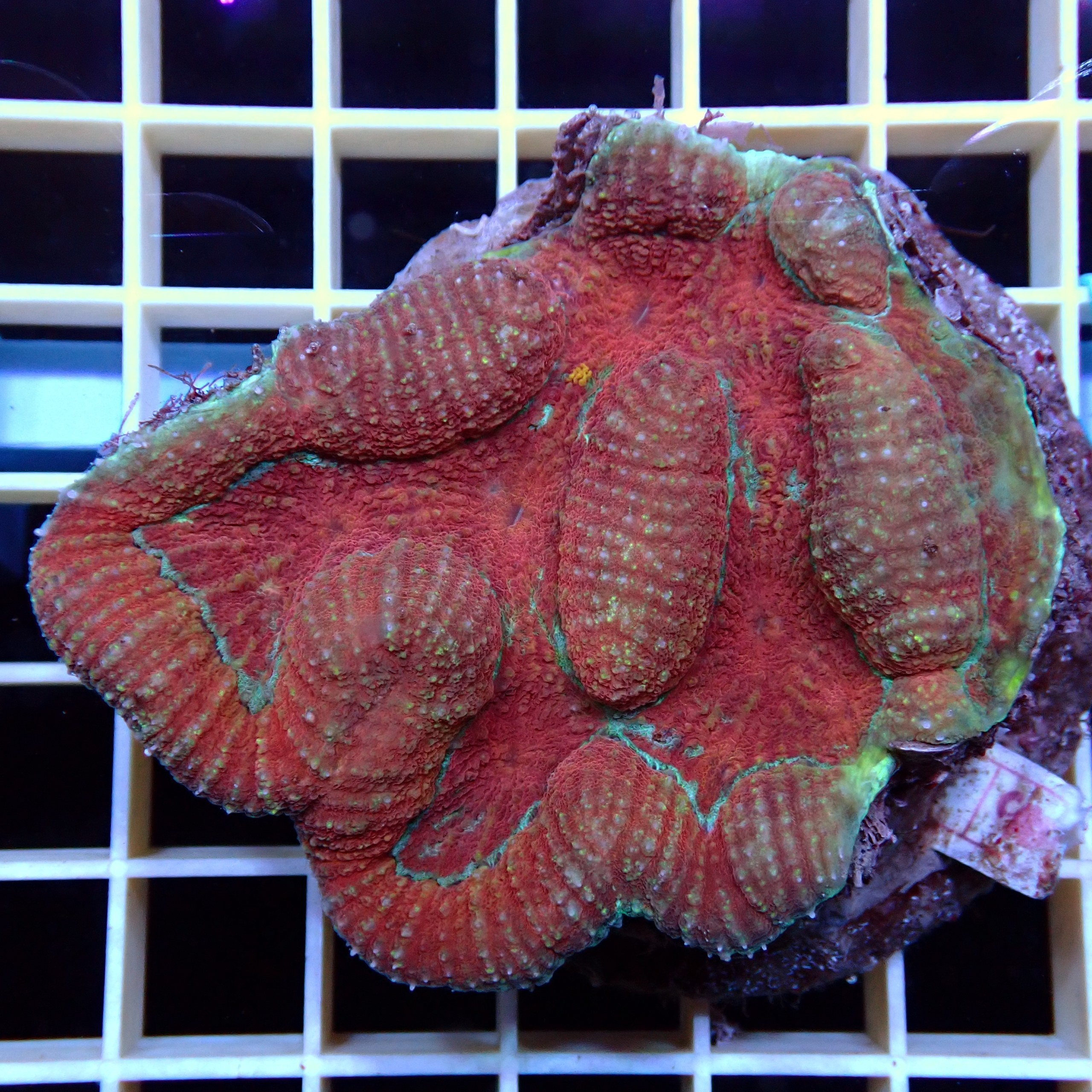 Symphyllia Rouge WYSIWYG