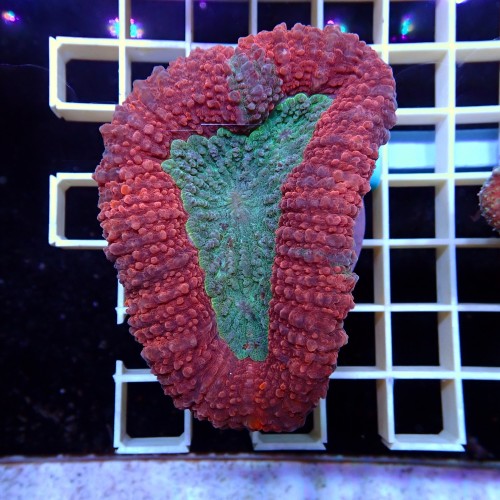 Lobophyllia Rouge et vert WYSIWYG