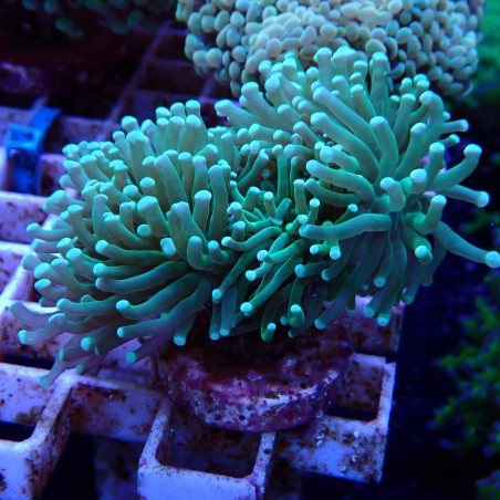 Euphyllia Glabrescens WYSIWYG