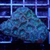 Acanthastrea WYSIWYG