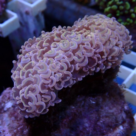Euphyllia Ancora WYSIWYG