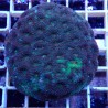 Acanthastrea Echinata WYSIWYG