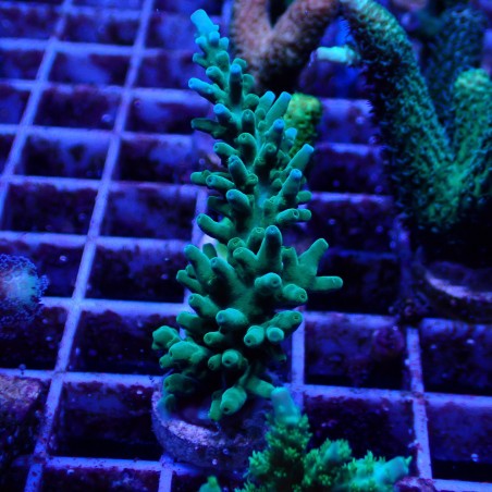 Acropora Echinata WYSIWYG