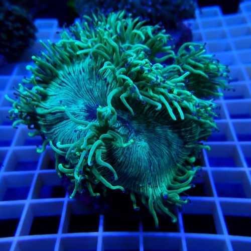 Catalaphyllia WYSIWYG