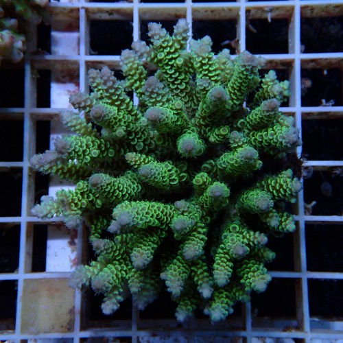Acropora Sauvage Fidji XL WYSIWYG