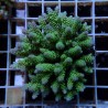 Acropora Sauvage Fidji XL WYSIWYG