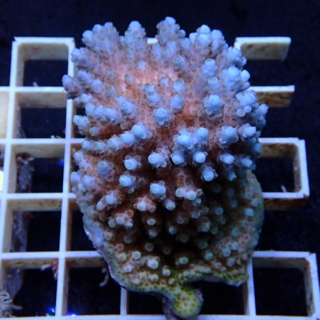Acropora Sauvage Fidji XL WYSIWYG