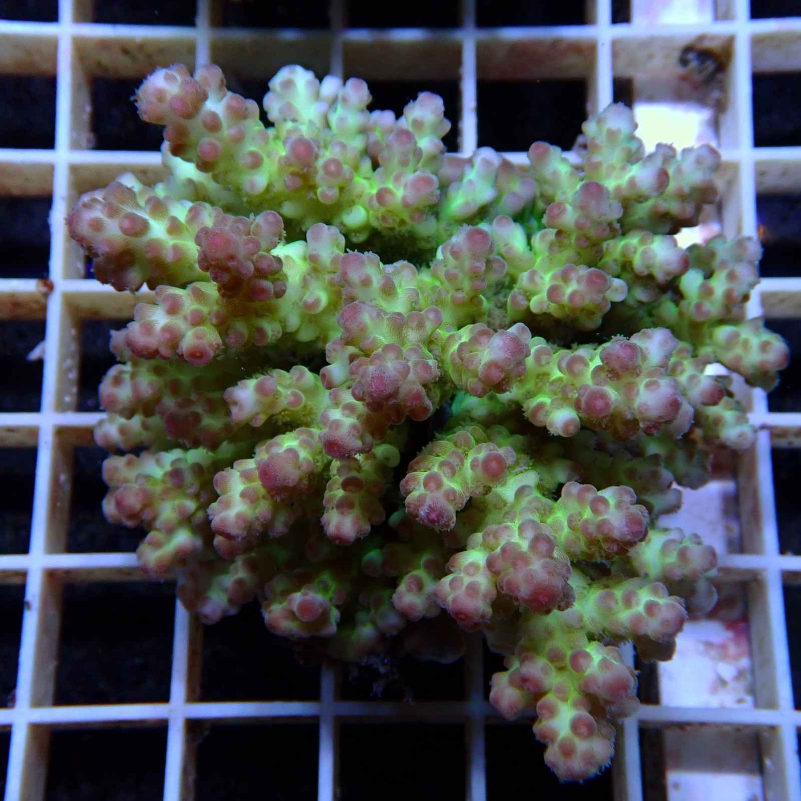 Acropora Sauvage Fidji XL WYSIWYG