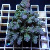 Acropora Sauvage Fidji XL WYSIWYG