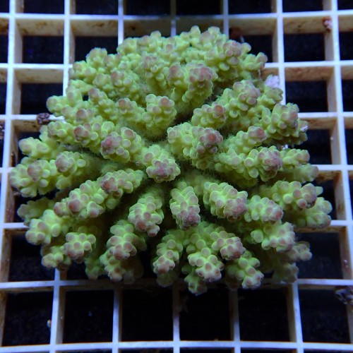 Acropora Sauvage Fidji XL WYSIWYG