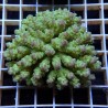Acropora Sauvage Fidji XL WYSIWYG