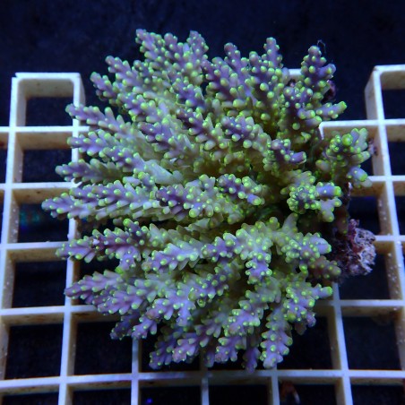 Acropora Sauvage Fidji XL WYSIWYG