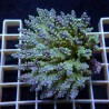 Acropora Sauvage Fidji XL WYSIWYG