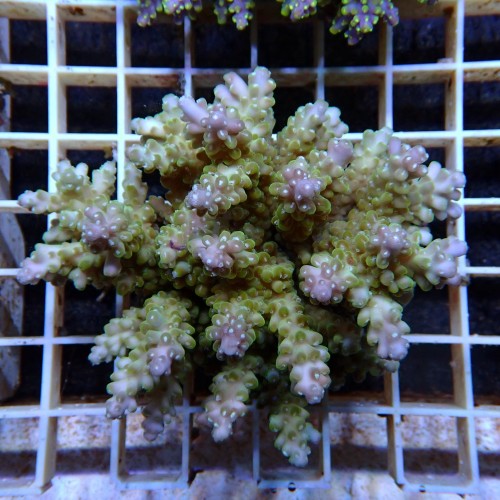Acropora Sauvage Fidji XL WYSIWYG