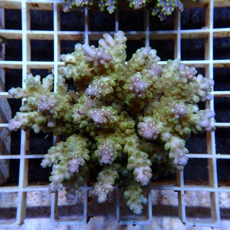 Acropora Sauvage Fidji XL WYSIWYG