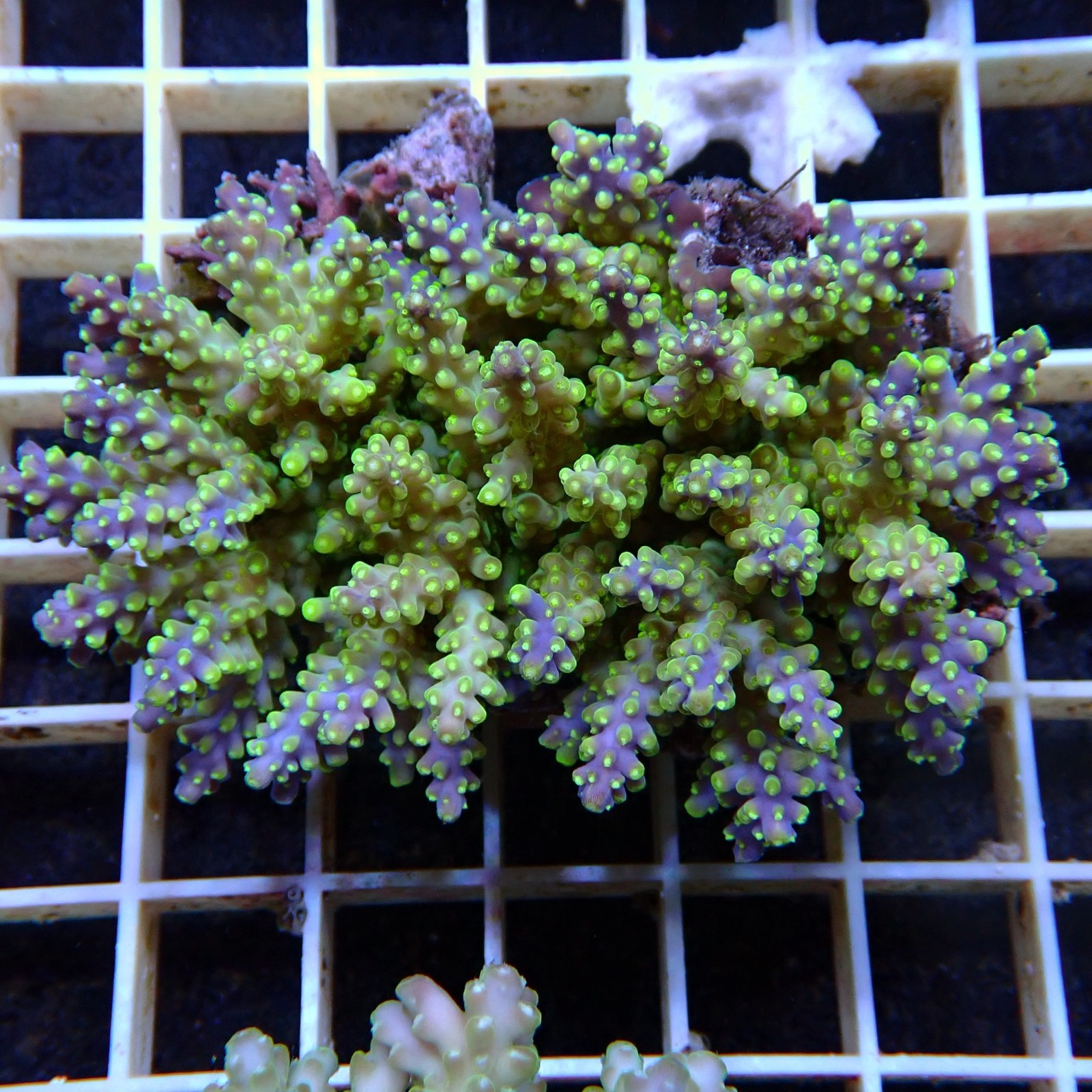 Acropora Sauvage Fidji XL WYSIWYG