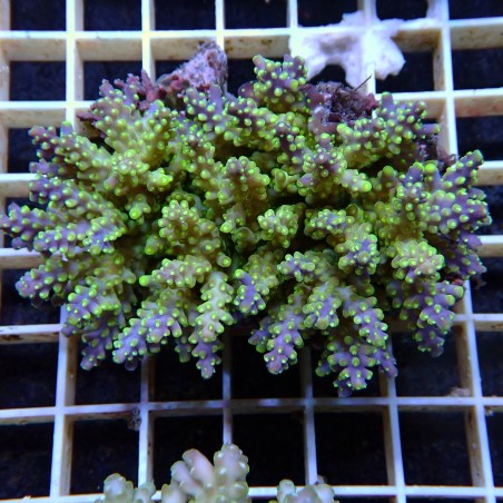 Acropora Sauvage Fidji XL WYSIWYG