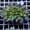 Acropora Sauvage Fidji XL WYSIWYG