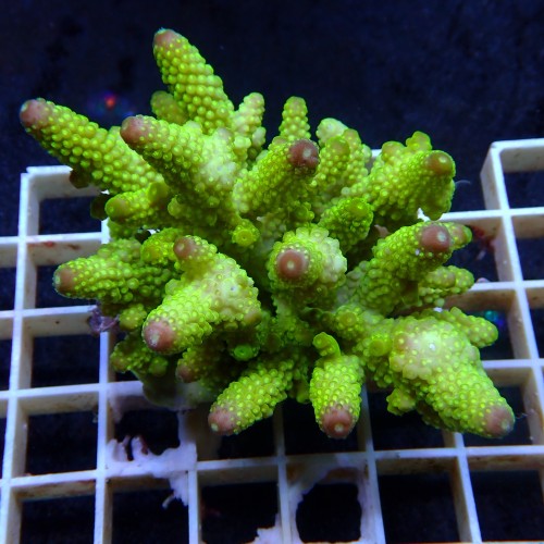 Acropora Sauvage Fidji XL WYSIWYG
