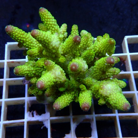 Acropora Sauvage Fidji XL WYSIWYG