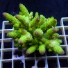 Acropora Sauvage Fidji XL WYSIWYG