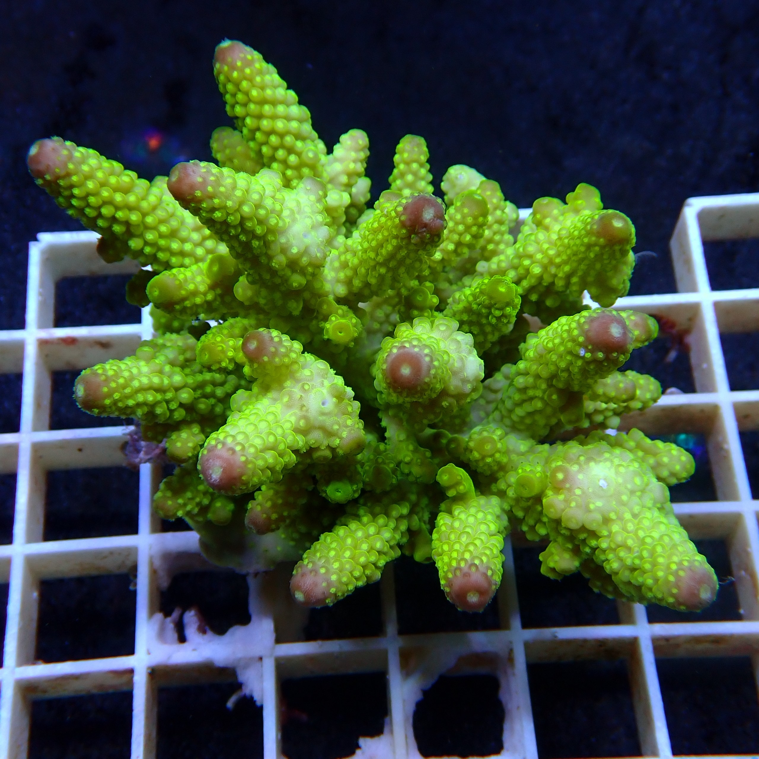 Acropora Sauvage Fidji XL WYSIWYG