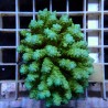 Acropora Sauvage Fidji XL WYSIWYG
