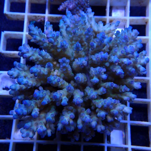 Acropora Sauvage Fidji XL WYSIWYG