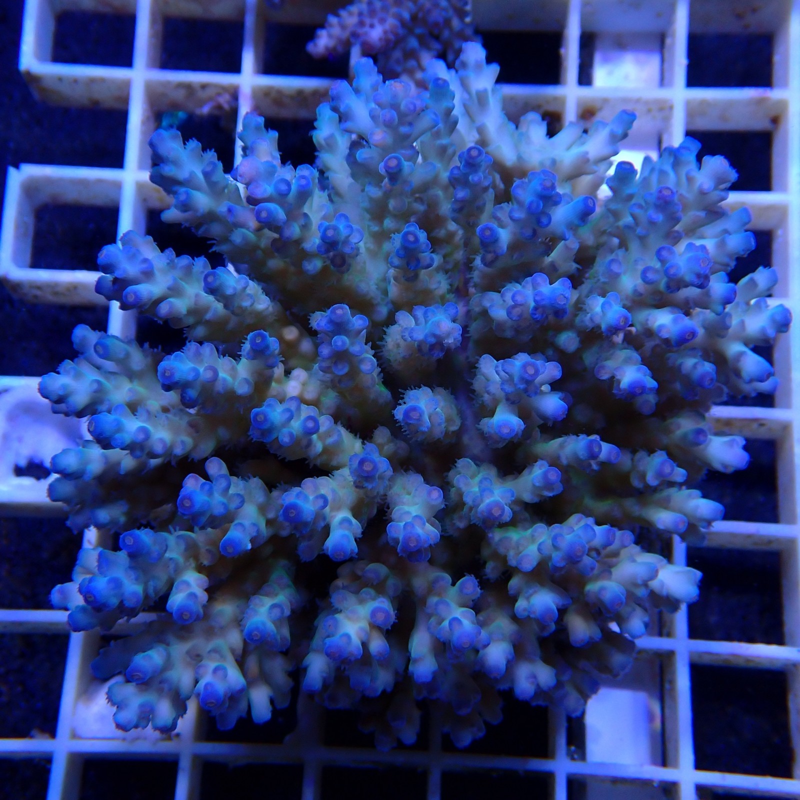 Acropora Sauvage Fidji XL WYSIWYG