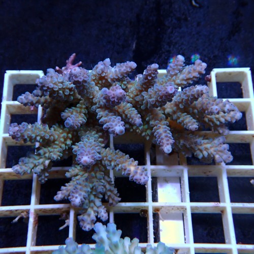 Acropora Sauvage Fidji XL WYSIWYG